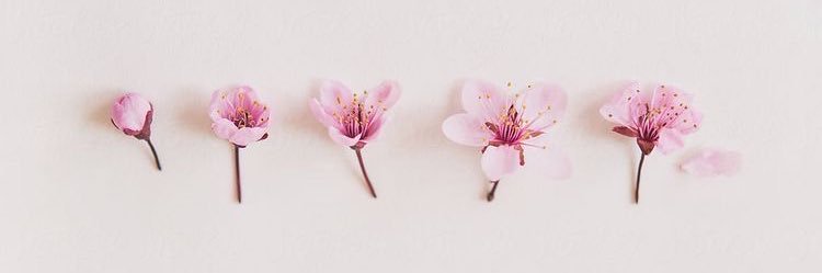 إيلين🌸's banner
