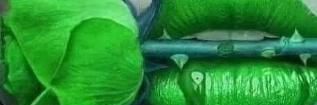 Elena🇪🇸🇮🇨💚's banner