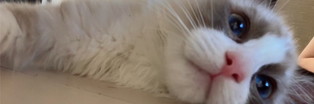 ねこ☺︎🎀² ʸ+🥚's banner