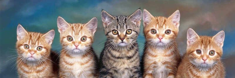 No Cats No Smile 💀 $ELS ( Onmi.io) 🕹️ $RCADE's banner
