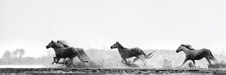 🍃's banner