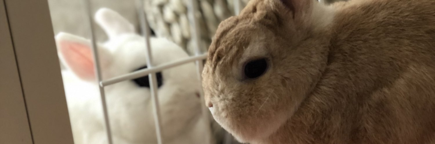 羽生理恵🐰うさぎファース党's banner