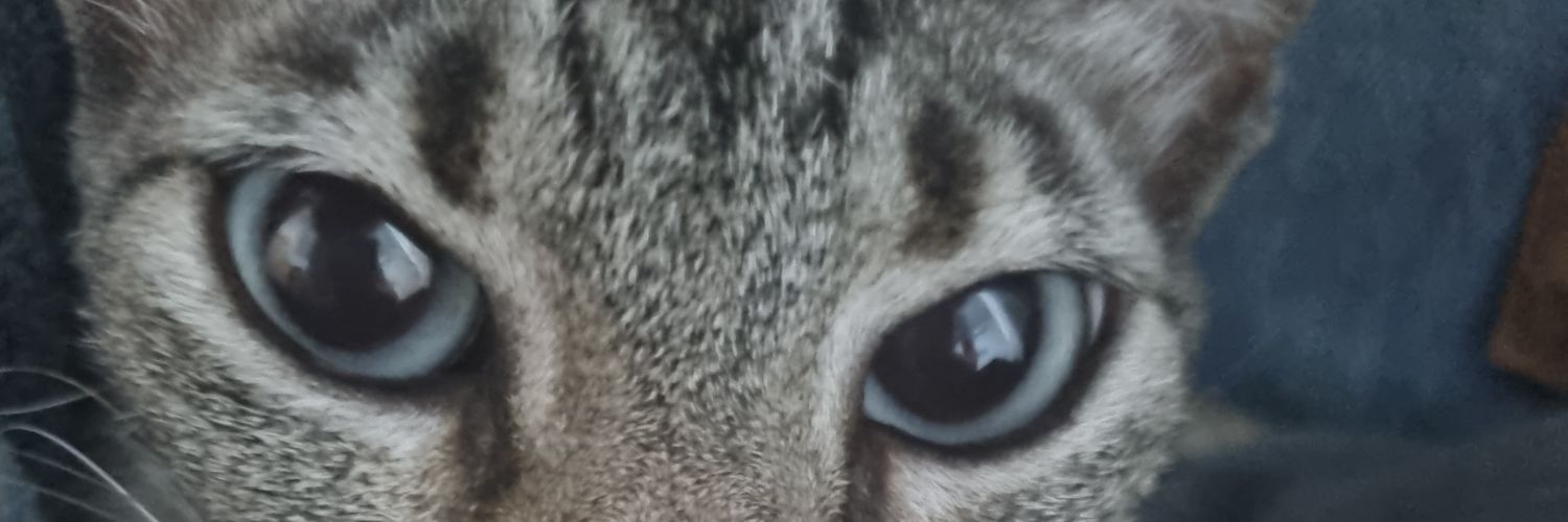 Feliz's banner