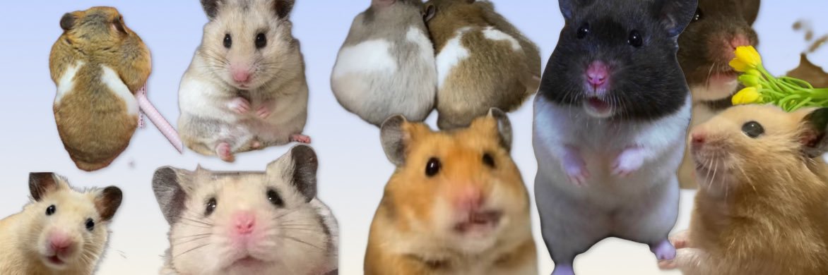 はむけつぷりっつ🍑's banner