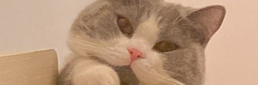 𝑿𝒏 🐰ྀི's banner