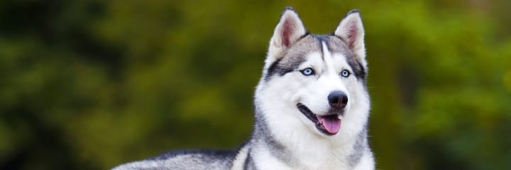 The Husky's banner