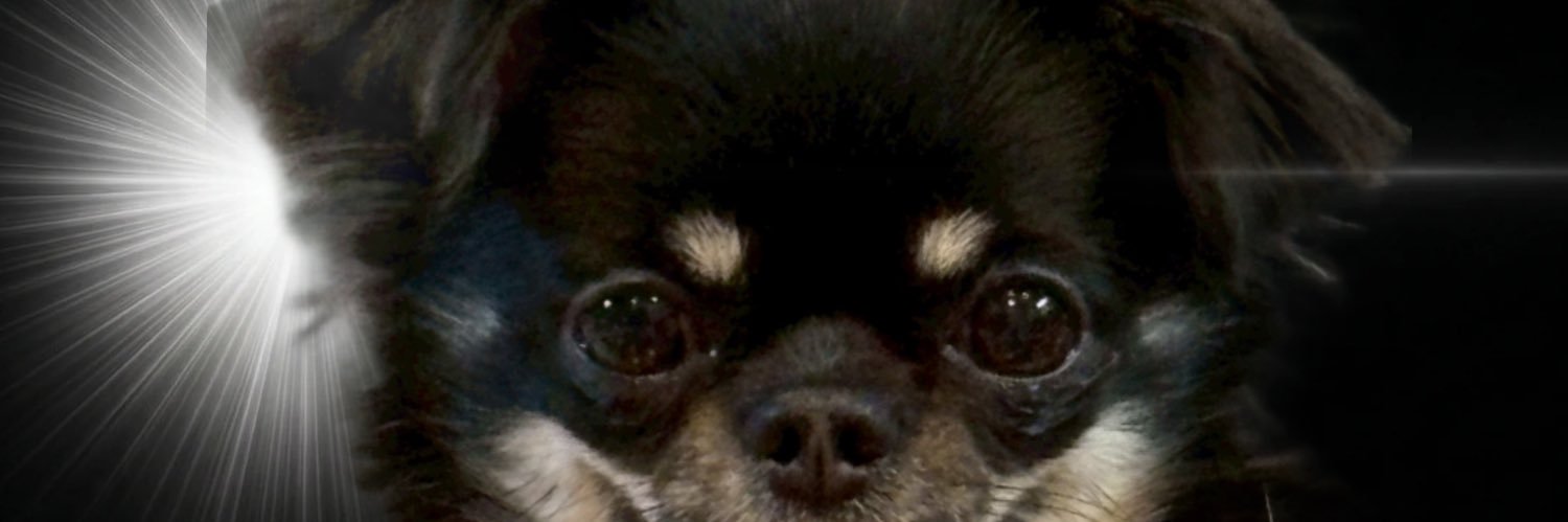 うちの犬ちゃん(ちわわ)'s banner