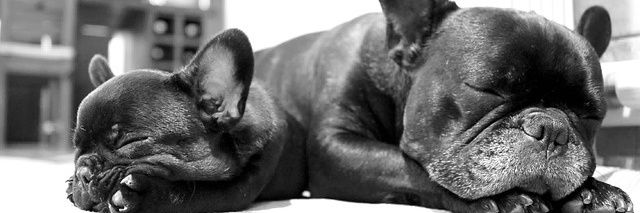 Frenchie Gang's banner