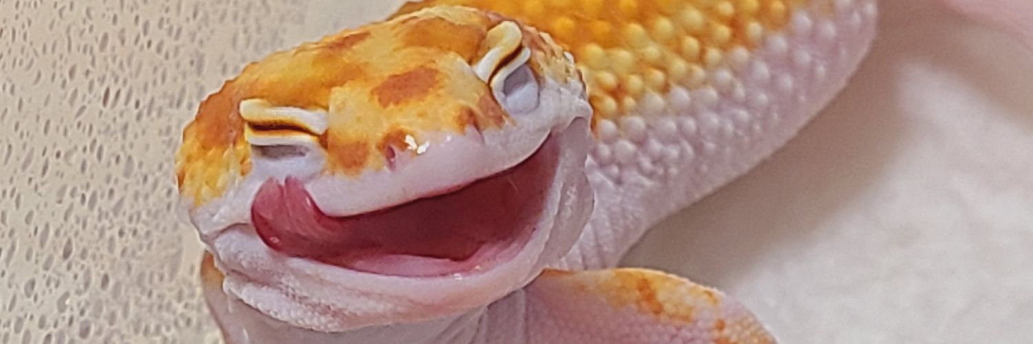 ONE for 6🦎's banner