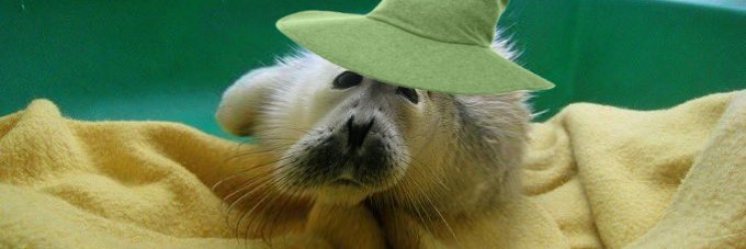 ChubberDunkus's banner
