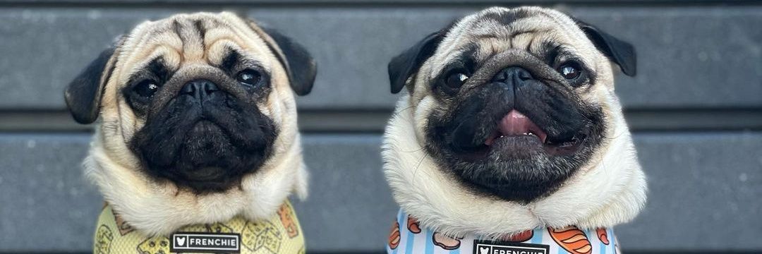pugmafiya's banner