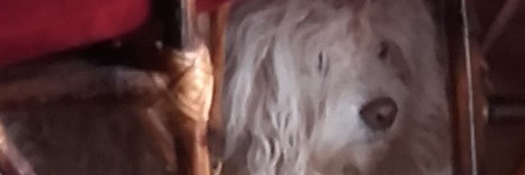🐶🦮🐈Baltazar..🐕🐕‍🦺🐈's banner