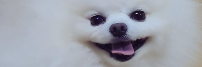 ポメ𐔌՞⁔•͈ ·̫ •͈⁔՞𐦯はちすけ🐾﹏𓈒𓂂𓏸's banner