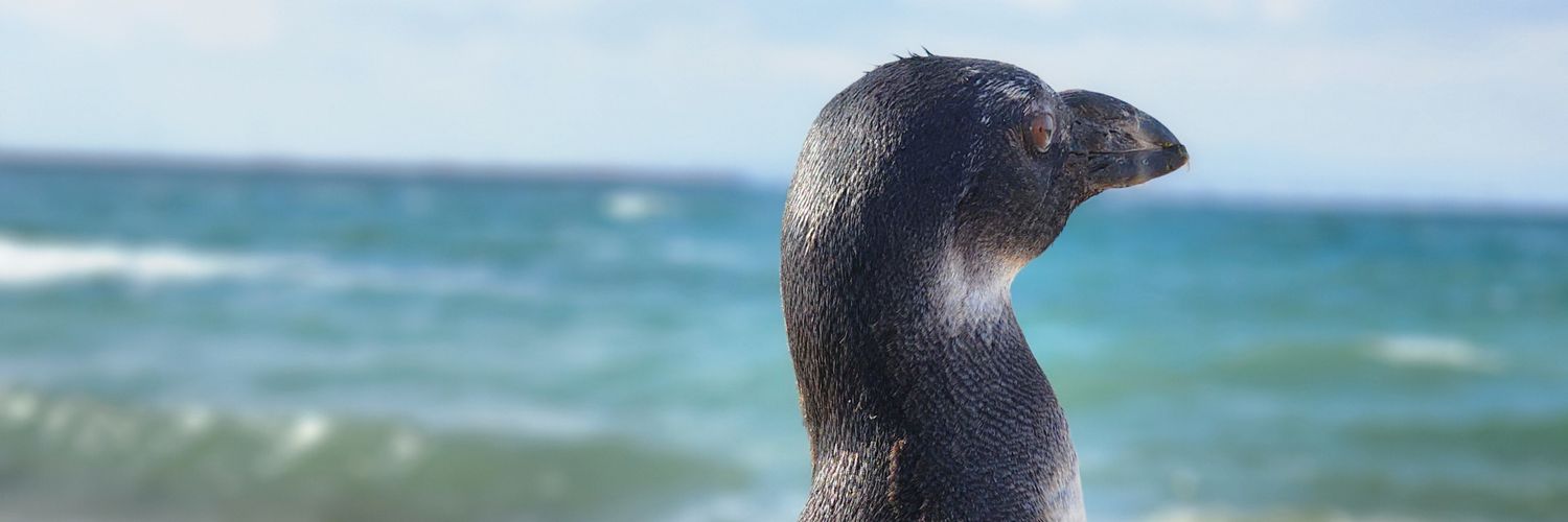 劇団ペンターズ🐧イマイケル's banner