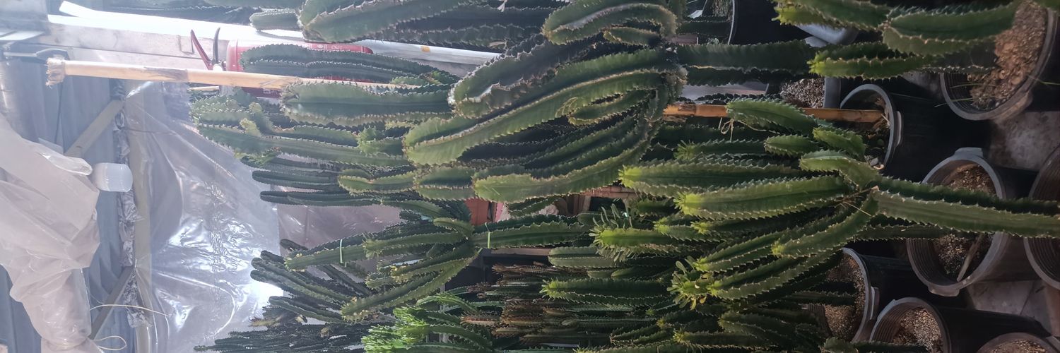 حضرت کاکتوس:)🌵's banner