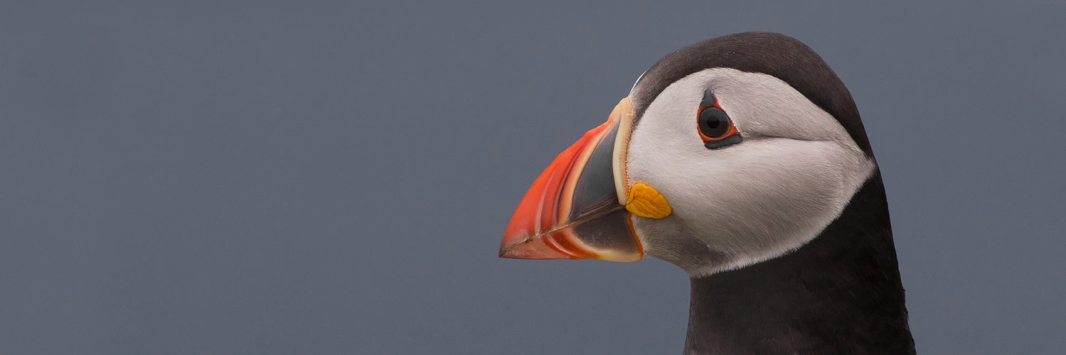 BirdGuides's banner