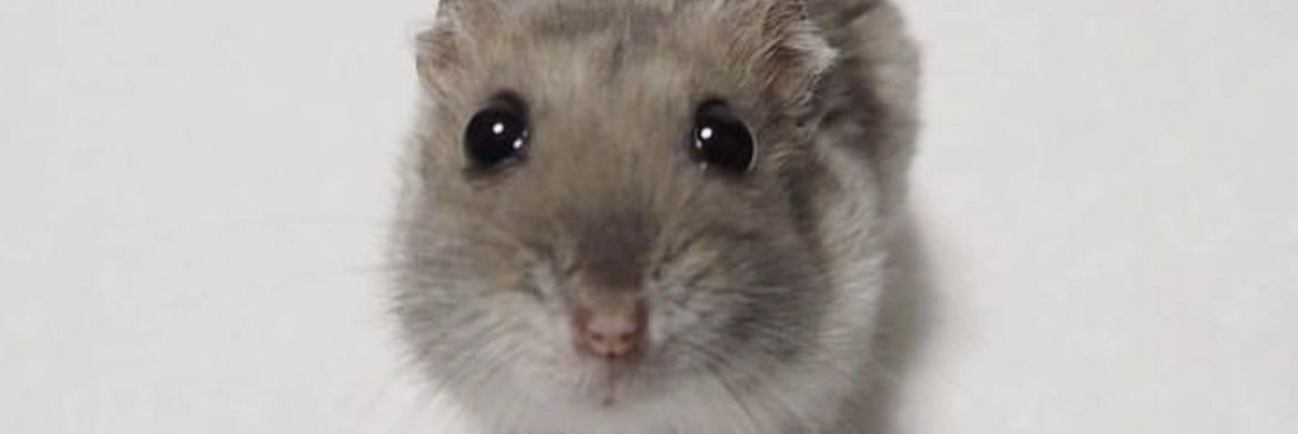 BuschLiteBandit4's banner