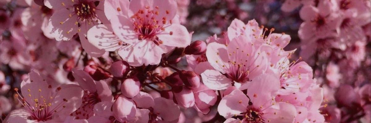𝐂𝐡𝐞𝐫𝐫𝐲 🌸 𝐓𝐡𝐞 𝐅𝐮𝐫𝐢𝐨𝐮𝐬 𝐱𝟒's banner