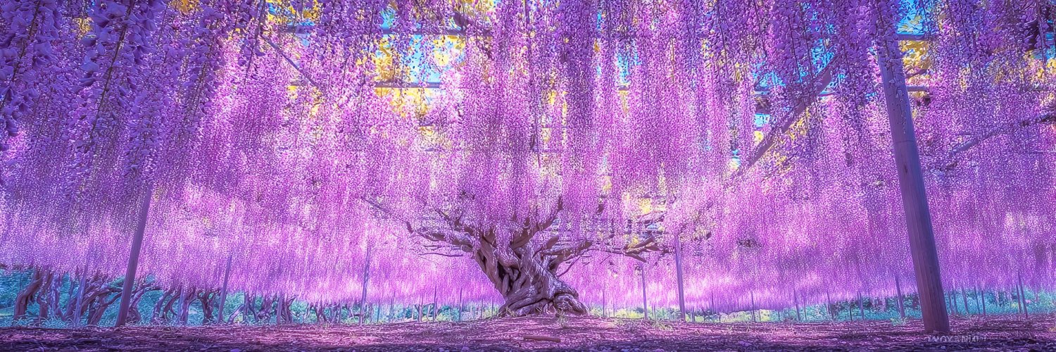 花ニアラシ（Hanani-arashi）'s banner