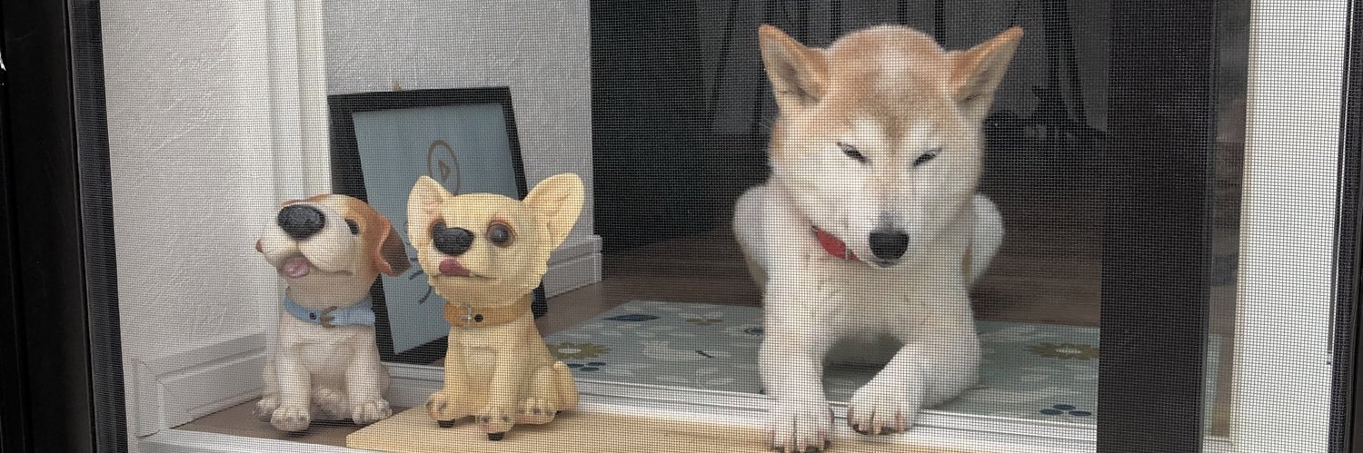 柴犬こむぎ17歳🌈お空組's banner
