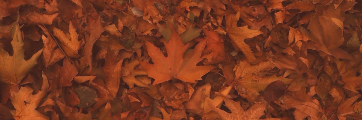 ShuLL's banner