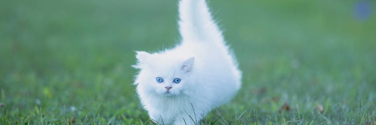 Kiid katze's banner