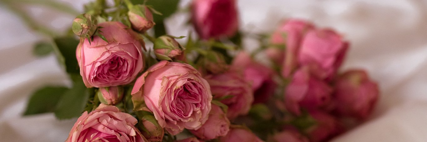 Ellie Chase ✨'s banner