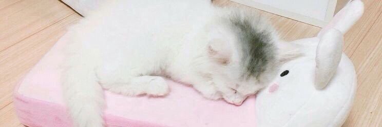 anto :3's banner