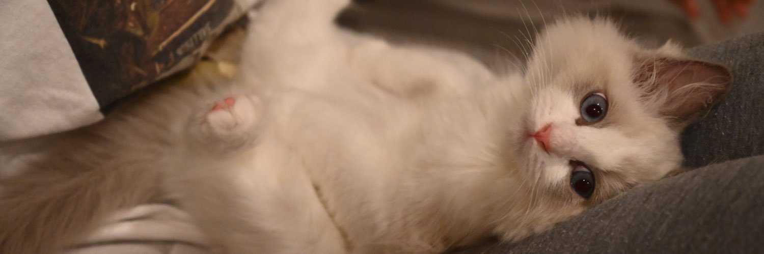 しゃるどねこ's banner