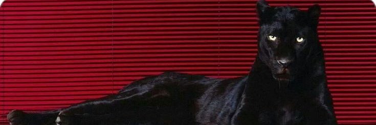 J.'s banner