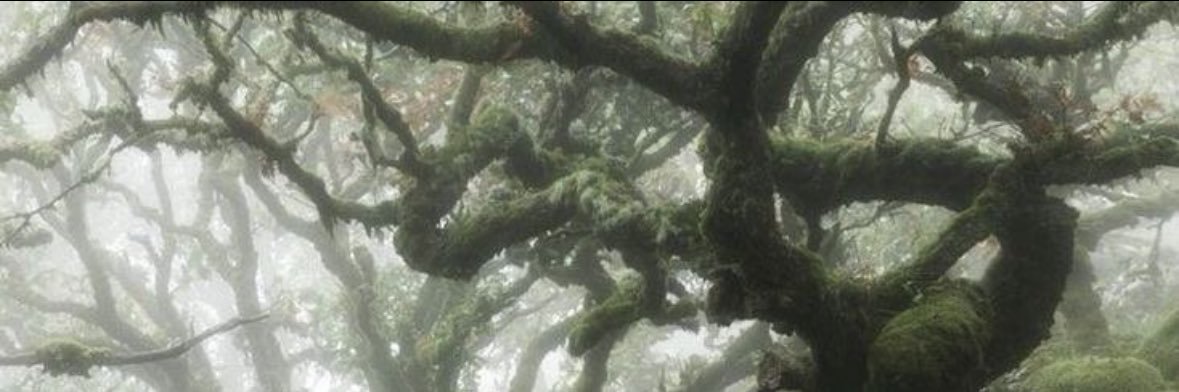 beth's banner