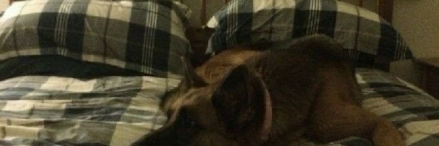 Marley 🐾🪖's banner