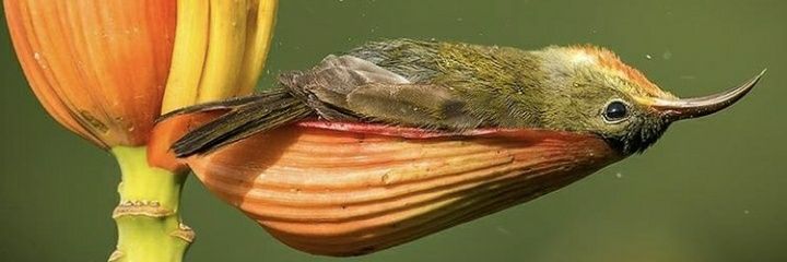 𝕆𝕓𝕚-𝕎𝕒𝕟's banner