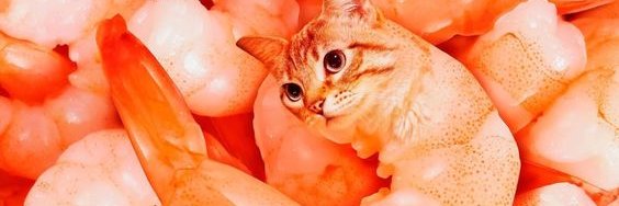 猫にエビ's banner