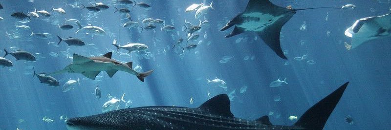 Ren ★ 토비🦈 saw zb1 & txt's banner
