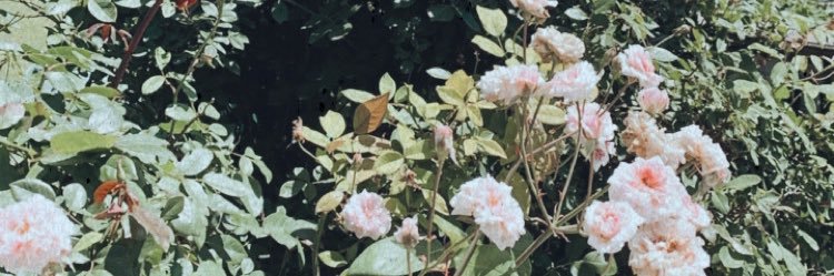 leYla's banner
