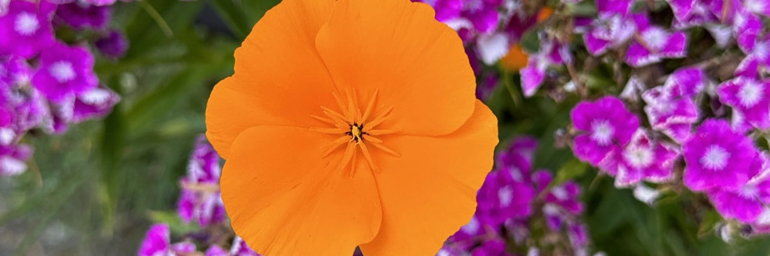 Bri Blossom's banner