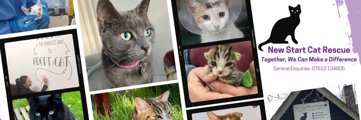 New Start Cat Rescue🐾💜🐾's banner