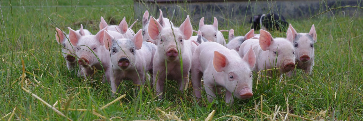 Compassion in World Farming UK's banner