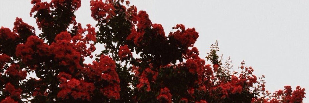 عائشة السيابي's banner