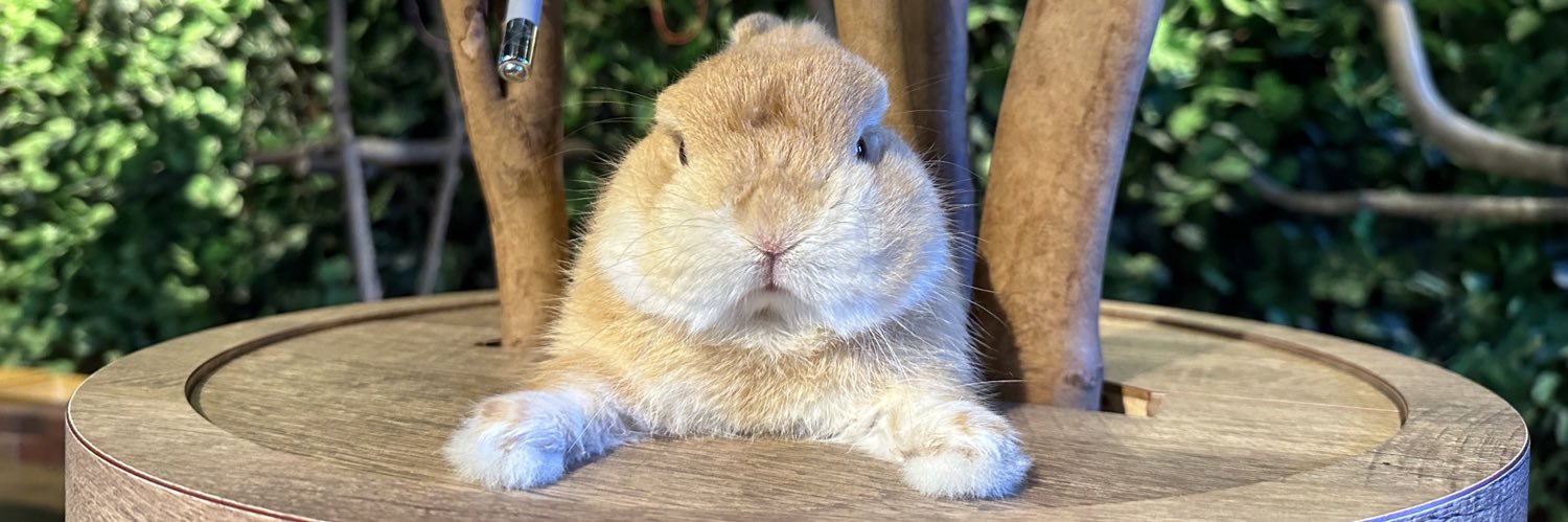 ふくろうカフェ楽園の日常's banner
