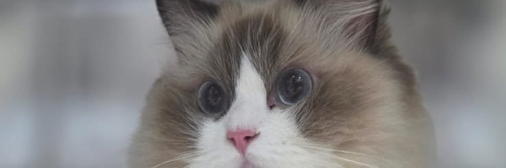 meow's banner