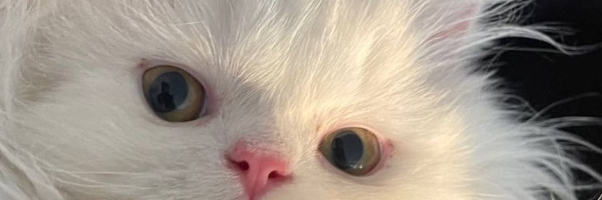 ᥫ᭡نـون‌خامه‌ای's banner