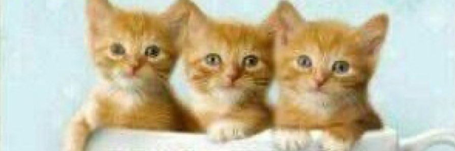 🐈's banner