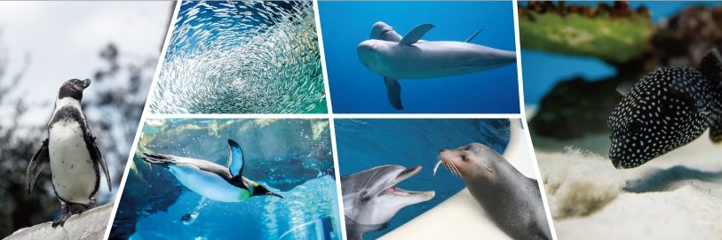 しものせき水族館「海響館」公式's banner