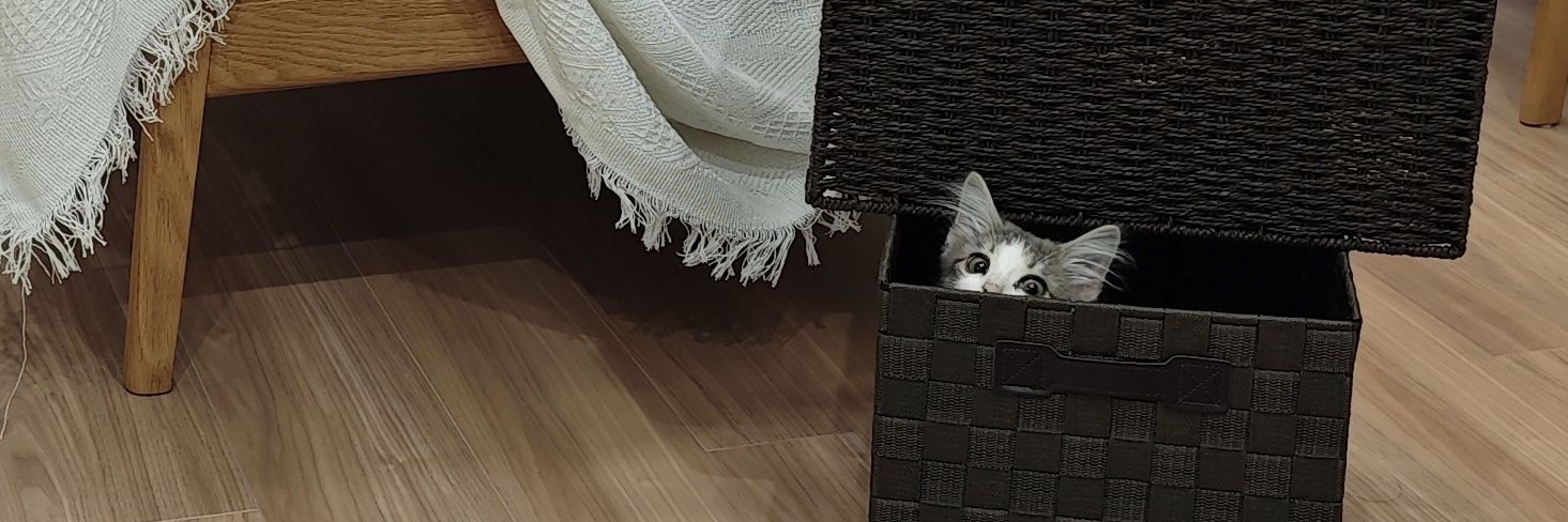 りん🐈ノルウェージャンフォレストキャット's banner