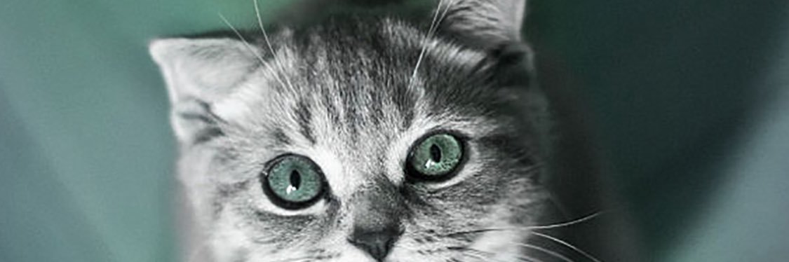 Đào Nek 🍑's banner