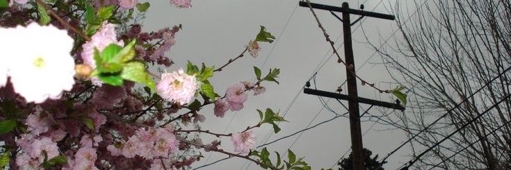 BLöT's banner