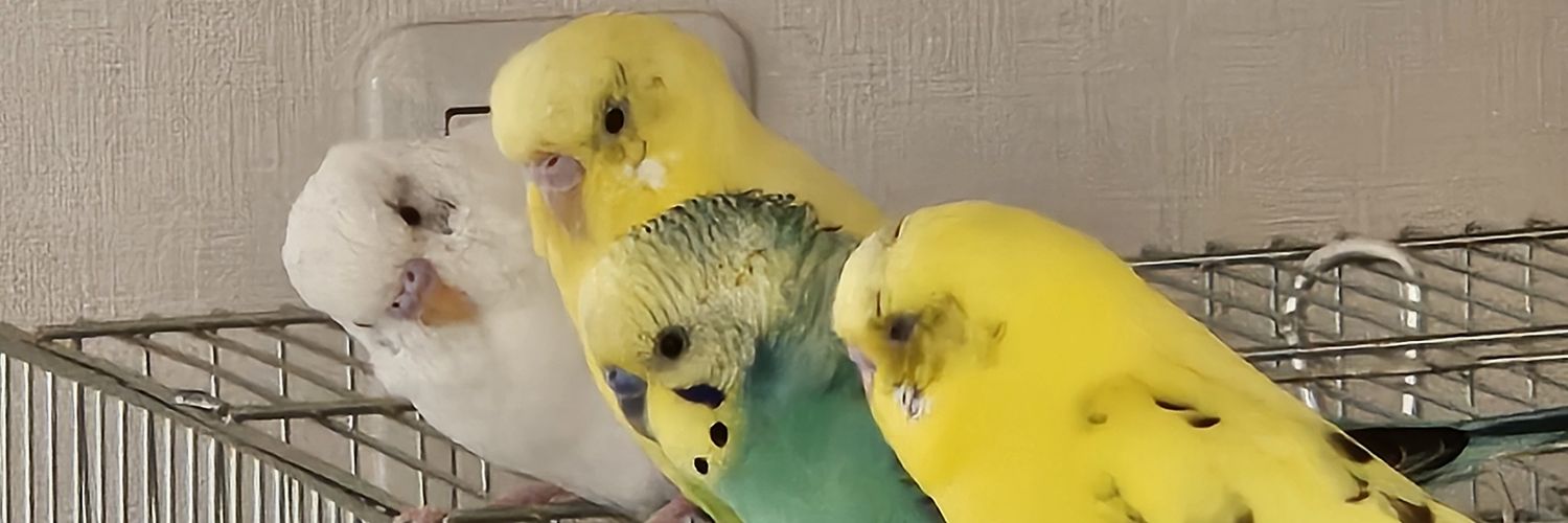 かまろ🐥🐱🐿🦎🪴🌵's banner