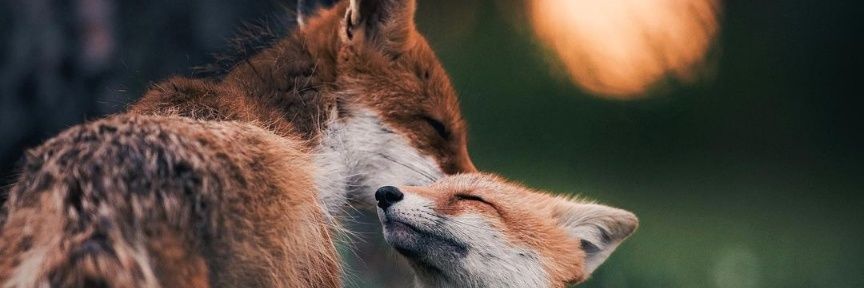 千ㄖ乂 🦊's banner